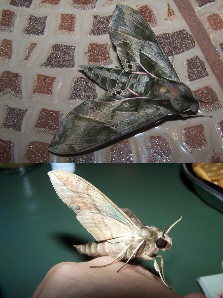 FIGURE 3e FIGURE 3e